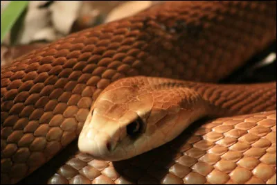Encore un australien que celui-ci, de couleur brun caramel avec des zones plus noires, qui a l'honneur d'être le serpent le plus vénimeux du monde ! Quel est son nom à consonance asiatique ?