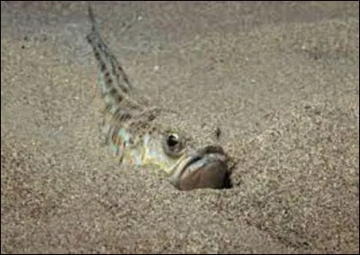 Quel est ce poisson vivant sous le sable qui peut infliger à l'homme une piqure violente et instantanée s'il marche dessus ?