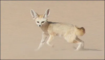 Sous quel autre nom connait-on le renard des sables du Sahara ?
