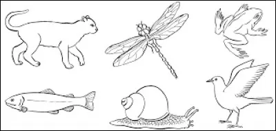 Les animaux sont classés en deux grandes branches. Laquelle n'en fait pas partie ?