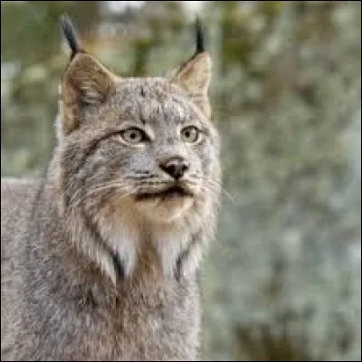 Lequel de ces animaux est invertébré ?