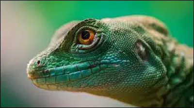 Tous les reptiles pondent des ufs.