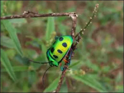 Où les animaux invertébrés vivent-ils principalement ?