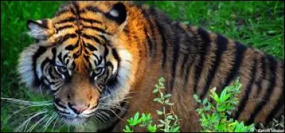 Quelle espèce forme le plus grand groupe de vertébrés ?