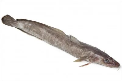 Quel est ce poisson marin, le plus consommé en France en raison de sa chair délicate et peu grasse ?