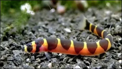 Quel est ce poisson tropical d'eau douce originaire d'Asie au corps svelte qui rappelle l'anguille ?