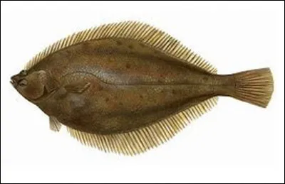 Quel est ce poisson de mer plat avec les deux yeux du même côté du corps; il vit dans les fonds sableux ?