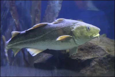Quel est ce poisson des mers froides devenu rare en raison d'une pêche intensive liée à la qualité gustative de sa chair ?