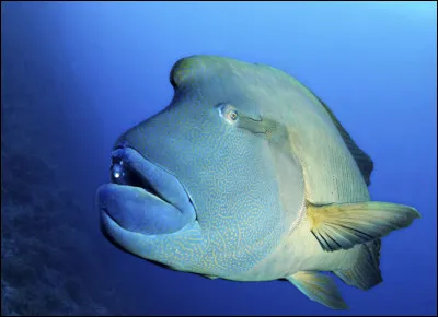 Quel est ce poisson osseux, le plus grand des massifs coralliens qui peut atteindre 2,30m avec un corps massif et une bosse sur le front ?