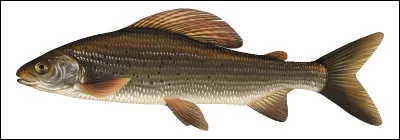 Quel est ce poisson grégaire d'eau douce qui vit en banc et dont la commercialisation est interdite en raison de sa rareté ?