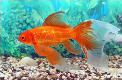 Quel est ce poisson d'aquarium, célèbre pour sa double queue et sa nageoire dorsale en forme de voile ?