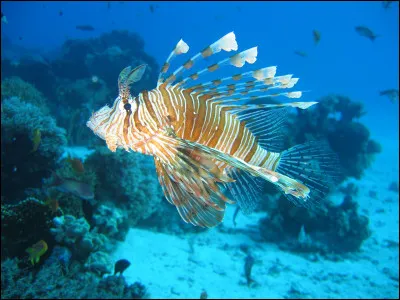 Quel est ce poisson des fonds rocheux avec des lambeaux de peau aux nageoires et à la tête, un corps massif et une grande bouche ?