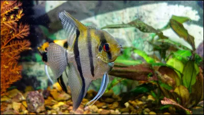 Quel est ce poisson d'eau douce haut et étroit qui agrémente les aquariums par sa beauté et son élégance ?