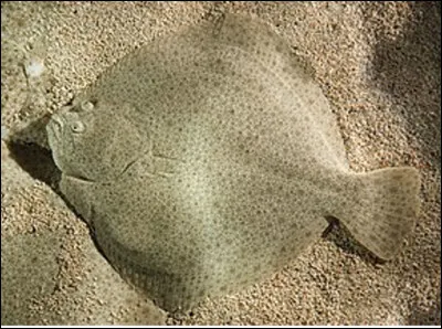 Quel est ce poisson de mer carnivore au corps plat dont la face supérieure est recouverte de tubercules osseux