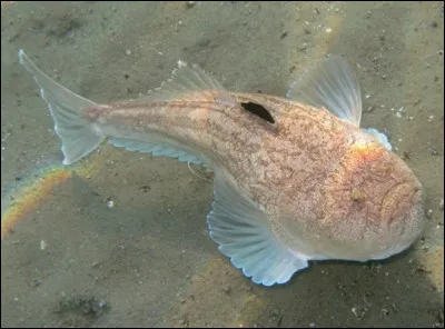 Quel est ce poisson osseux endémique de la médittérannée avec les yeux sur la boîte crânienne ?