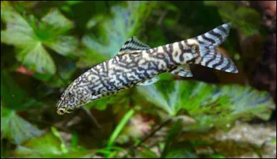 Quel est ce poisson d'eau douce, une loche que l'on rencontre en Inde et au Pakistan très fréquemment dans les aquariums ?