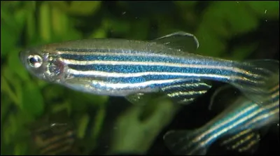 Quel est ce poisson d'Inde avec un corps de teinte vive zébré par 5 bandes horizontales qui vit dans les rizières et les étangs ?