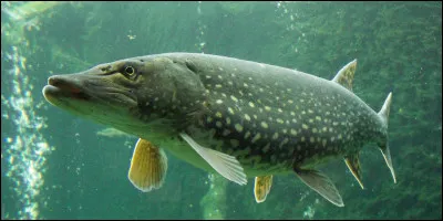 Quel est ce poisson prédateur qui vit en eau douce et qui possède 500 dents en moyenne ?