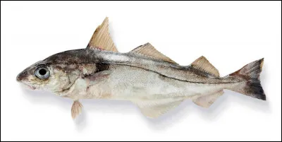 Quel est ce poisson marin proche du saumon qui a de grandes écailles et une nageoire caudale fourchue ?