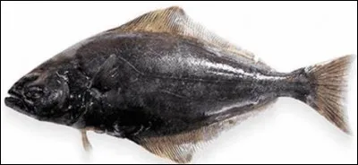 Quel est ce poisson marin, plat et carnivore très apprécié en cuisine et donc très pêché ?