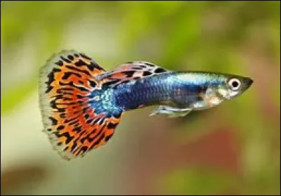 Quel est ce poisson, une espèce tropicale d'eau douce avec de magnifiques couleurs qui embellit les aquariums ?