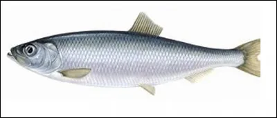 Quel est ce poisson marin très abondant et riche en vitamines, l'espèce la plus pêchée au monde ?