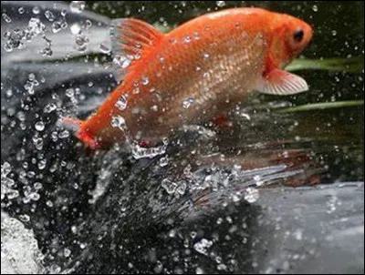 Quel est ce poisson d'eau douce omnivore vivant en bancs, victime de nombreux prédateurs à cause de sa couleur vive ?