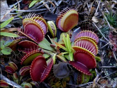 Aussi appelée ''attrape-mouche", c'est une plante carnivore de la famille des Droséracées.