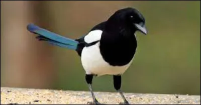 Pie espagnole, olé...