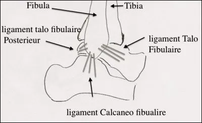 Quelle est l'information correcte concernant le ligament talo-fibulaire postérieur ?