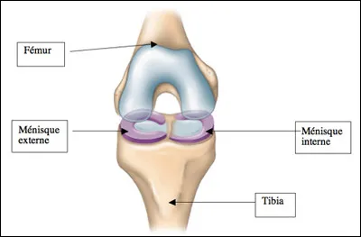 Quelle est la proposition incorrecte concernant les ménisques du genou ?
