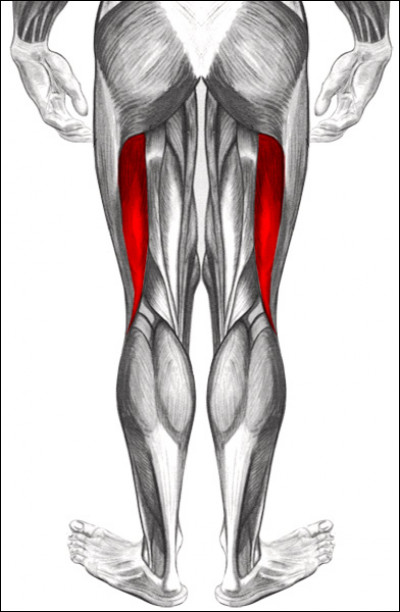 Parmi les propositions suivantes concernant le muscle biceps fémoral, laquelle est correcte ?