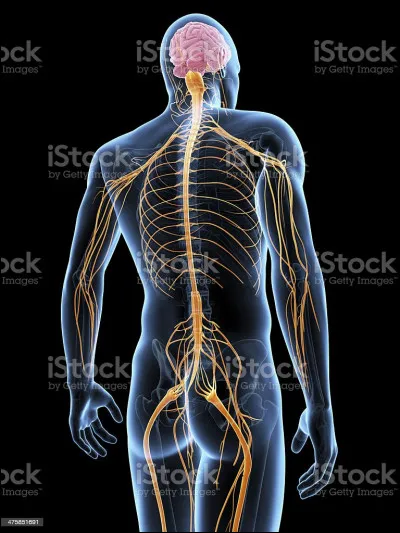 Quelle association de nerfs est incorrecte ?