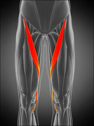 Quelle est l'information incorrecte concernant le muscle sartorius ?