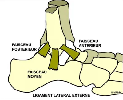 Quelle est l'information juste concernant le ligament collatéral latéral de la cheville ?