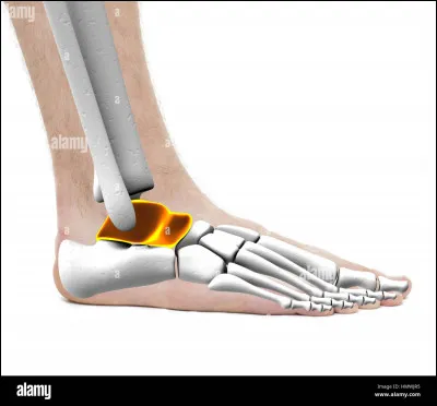 Parmi les os suivants, lequel ne s'articule pas avec l'astragale ?