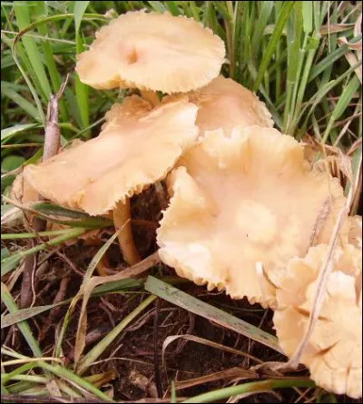 Poule haut perchée, c'est l'...