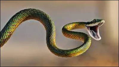 Lequel des 5 sens n'est pas pr&eacute;sent chez le serpent ?