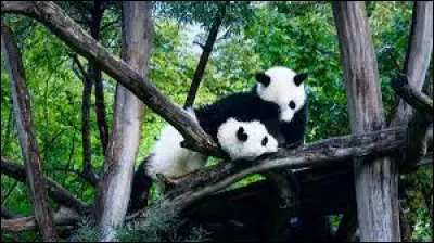 Dans quel pays le plus ancien zoo du monde encore en activité est-il situé ?