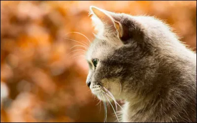 Quel est le félin le plus rapide ?