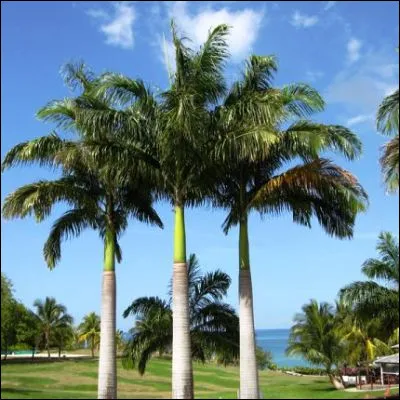 Lequel de ces arbres est un palmier ?