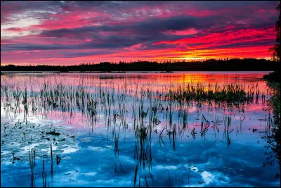 Qui est connu pour avoir écrit la comédie musicale "Starmania" ?