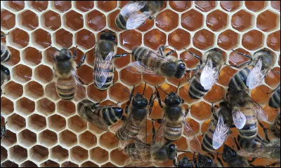 Lequel de ces insectes habite dans une ruche ?