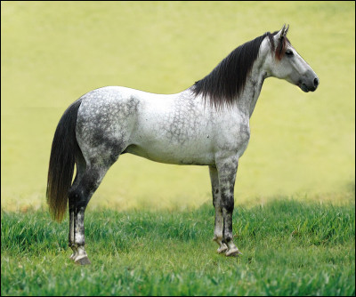 Est-ce un cheval ou un poney ?