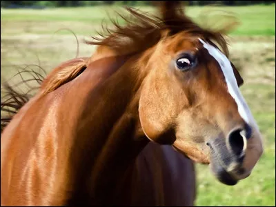 Les chevaux ou poneys ont-ils des plumes ?
