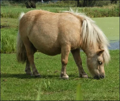 Est-ce un cheval ou un poney ?
