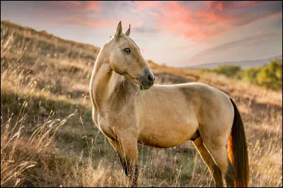 Comment s'appelle le petit d'un cheval ?