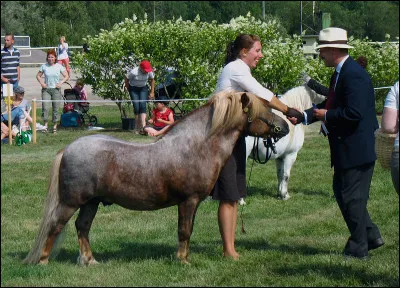 Combien de pattes les chevaux ou les poneys ont-ils ?