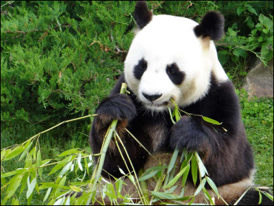 Animaux - De quel pays les pandas sont-ils originaires ?