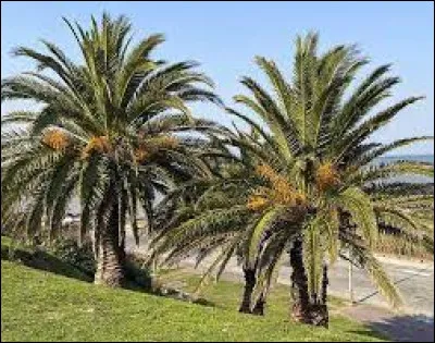 Nature, &eacute;cologie - Sur quel arbre poussent les noix de coco ?